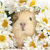 guineapighello